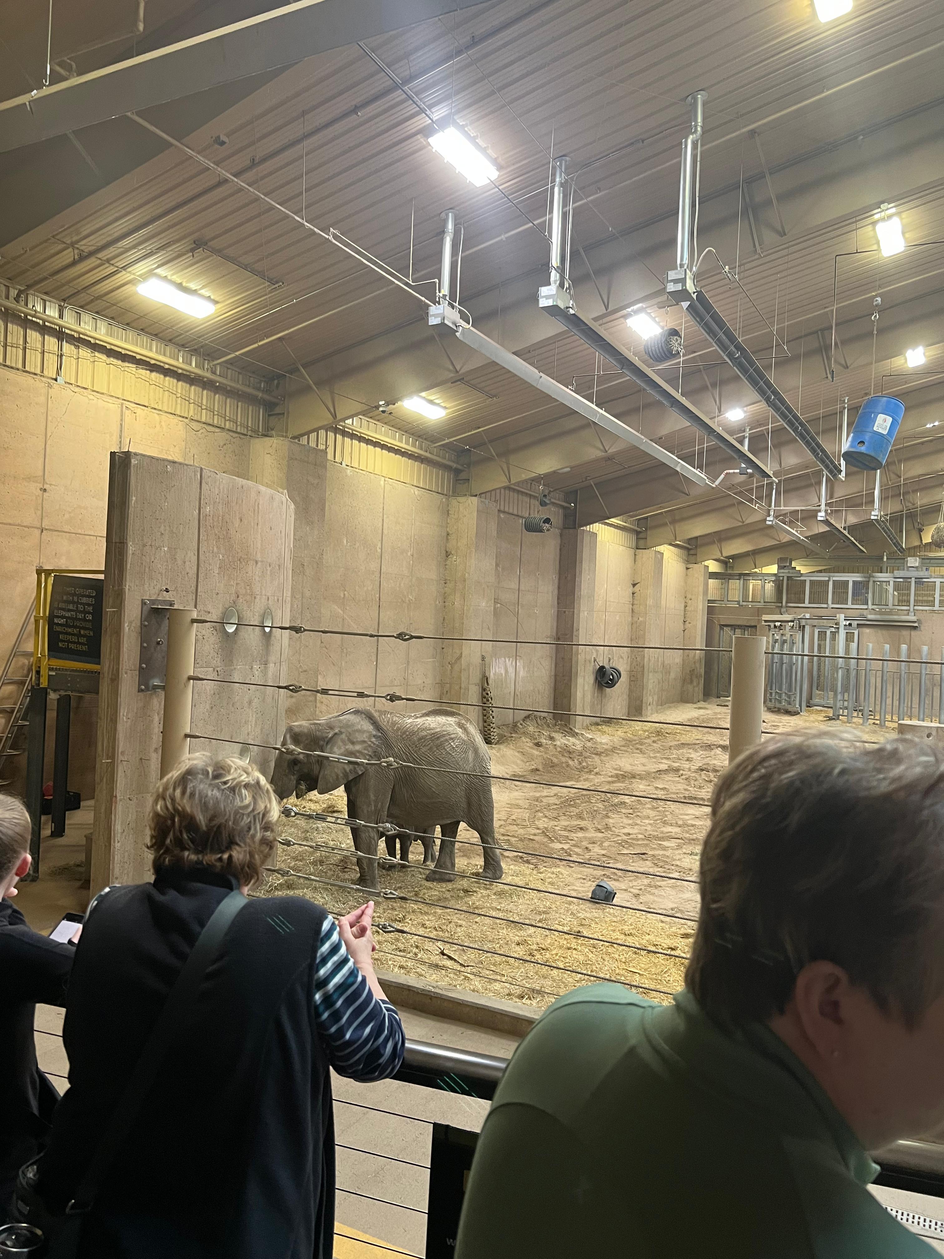 Elephant at Omaha Zoo, Omaha, Nebraska